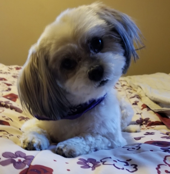 dixie_wright